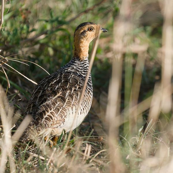 <h3><a href="/trips/tanzania/biota/animalia/chordata/aves/006 galliformes/005 phasianidae/peliperdix coqui/peliperdix coqui-nl.html">Peliperdix&nbsp;coqui</a> / Coqui&nbsp;francolin / Coquifrankolijn</h3>OM-1 Mark II met OLYMPUS M.150-400mm F4.5, 1/2000 sec  bij F4.5, ISO 800, afstand 9.93&nbsp;m